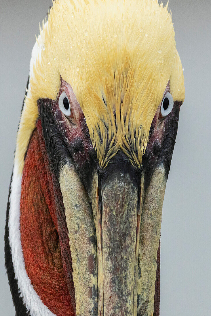 USA, South Texas. Aranas National Wildlife refuge, brown pelican