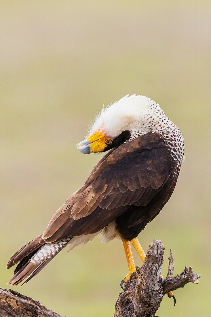 USA, South Texas. Laguna Seca, crested caracara display