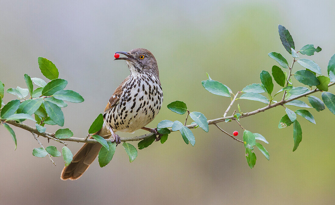 USA, South Texas. Long-billed thrasher with berry