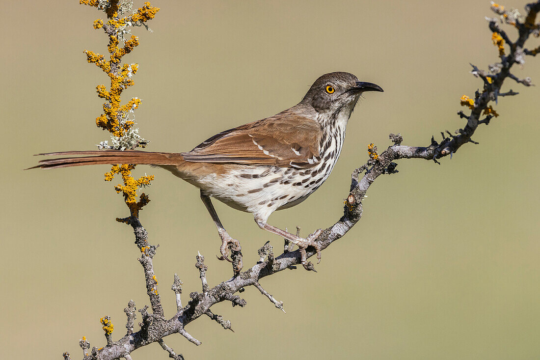 USA, South Texas. Long-billed thrasher