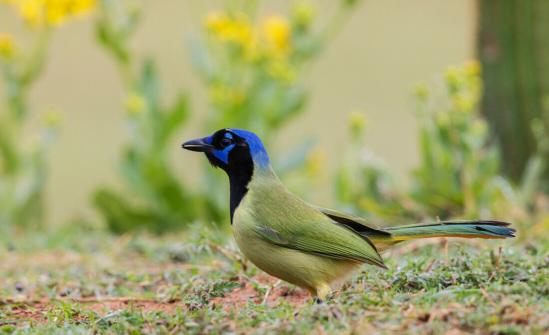 USA, South Texas. Laguna Seca, green jay