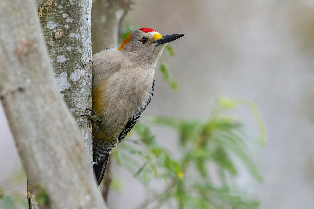 USA, South Texas. Golden-fronted woodpecker