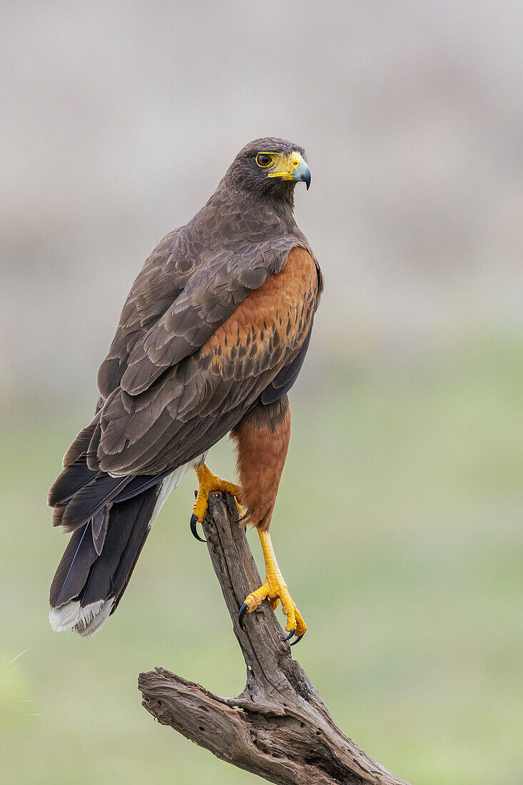 USA, South Texas. Laguna Seca, Harris's hawk