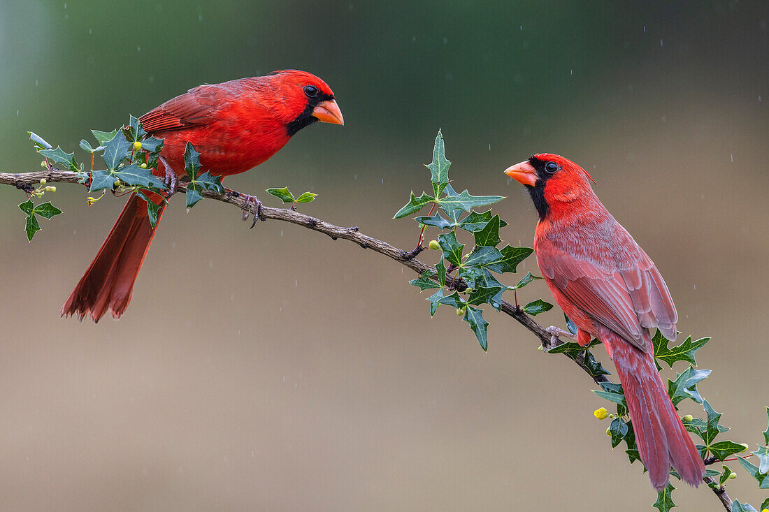 USA, Südtexas. Nördlicher Kardinal, Männchen