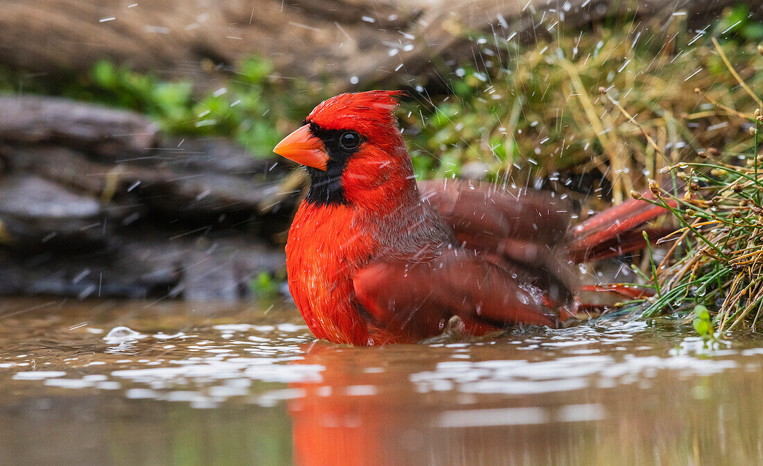 USA, Süd-Texas. Nördlicher Kardinal beim Baden