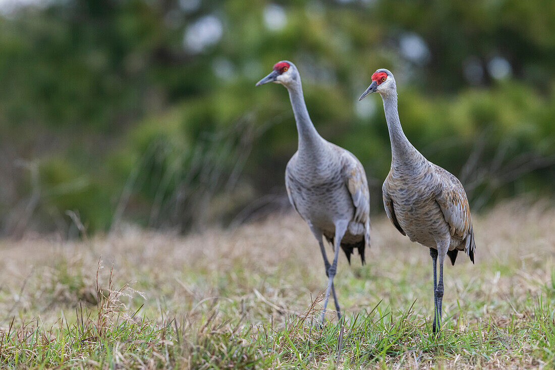 USA, Südtexas. Aranas National Wildlife Refuge, Sandhügelkranich-Paar (kleiner)