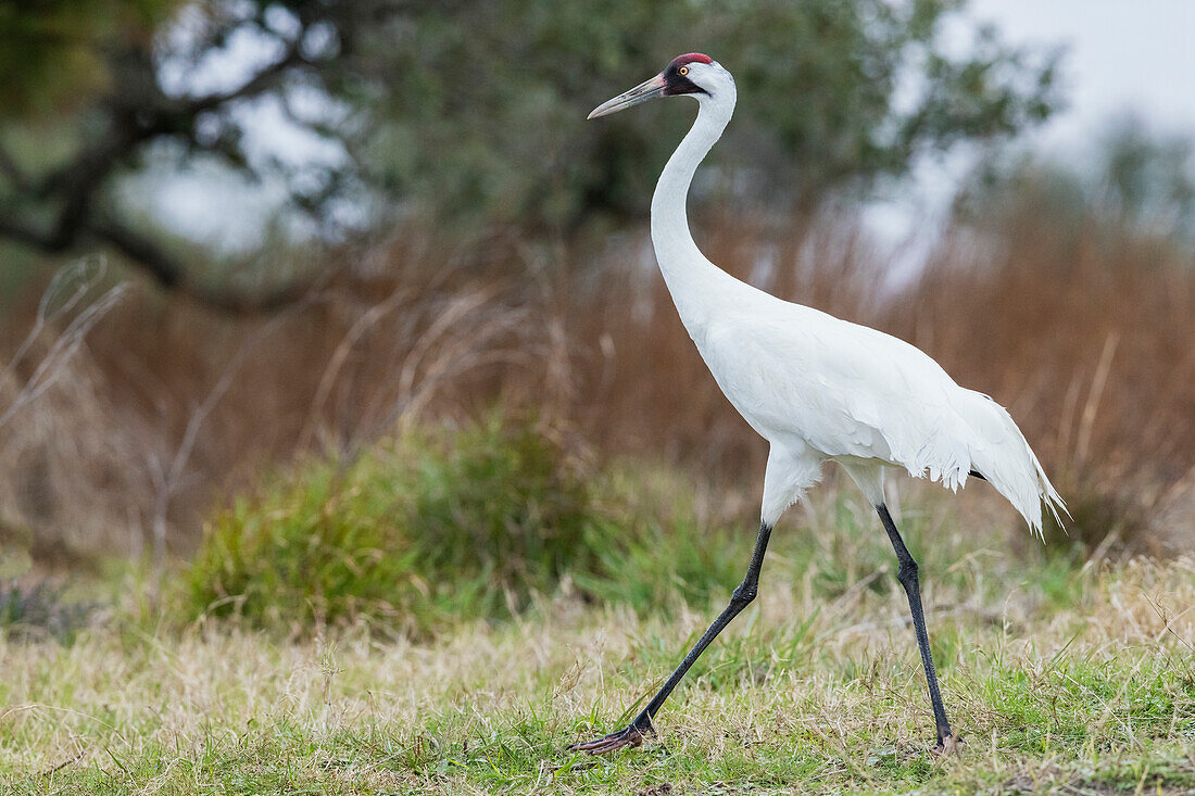 USA, South Texas. Aranas National Wildlife Refuge, whooping crane strolling