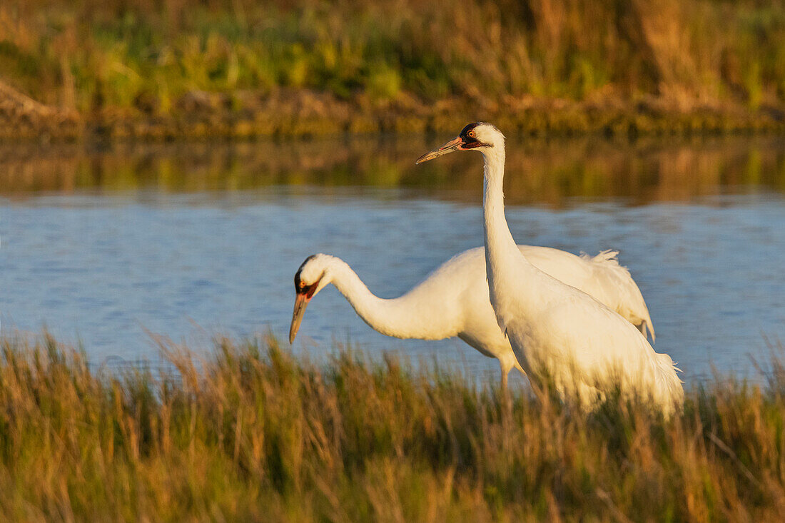 USA, South Texas. Aranas National Wildlife Refuge, whooping crane pair foraging