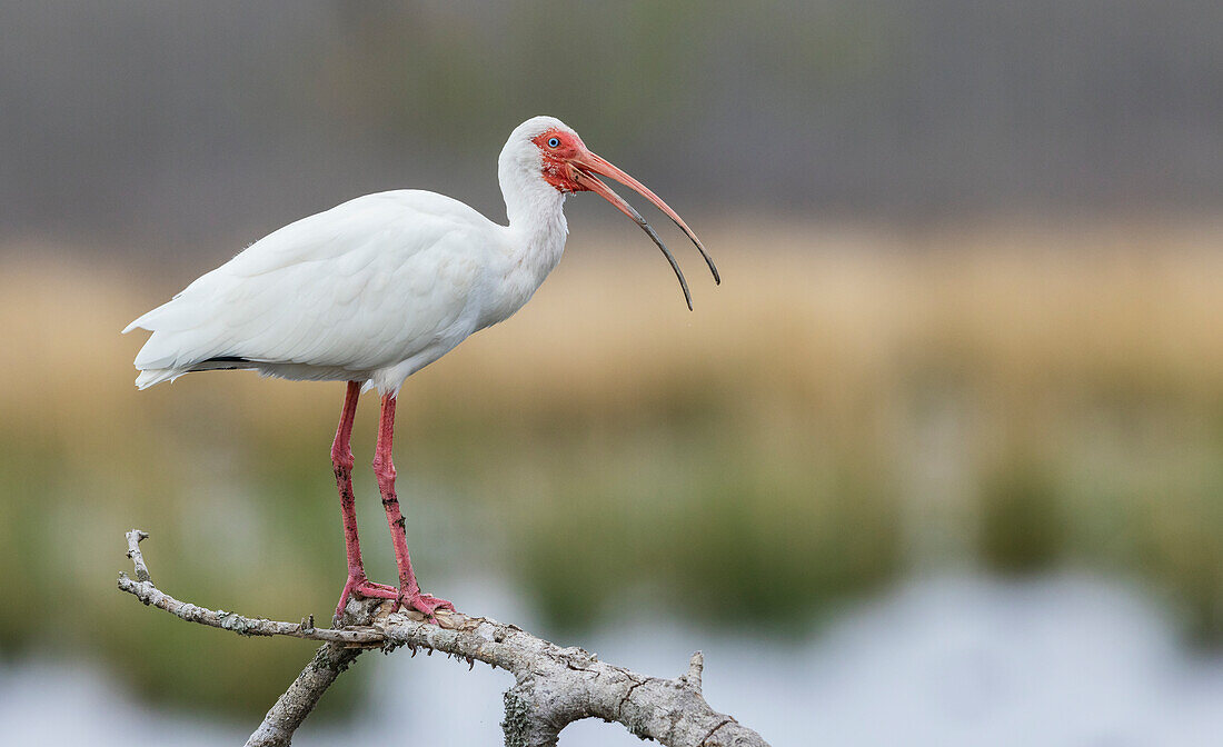 USA, Südtexas. Weißer Ibis ruft