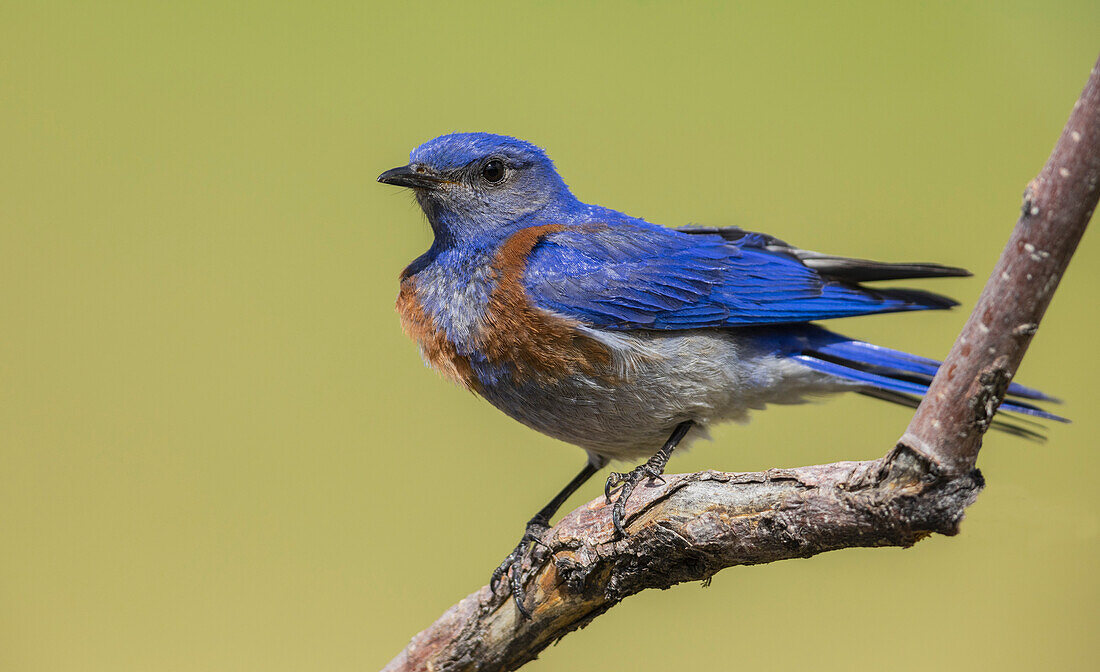 USA, Southern Oregon, Malheur National Wildlife Refuge, western bluebird