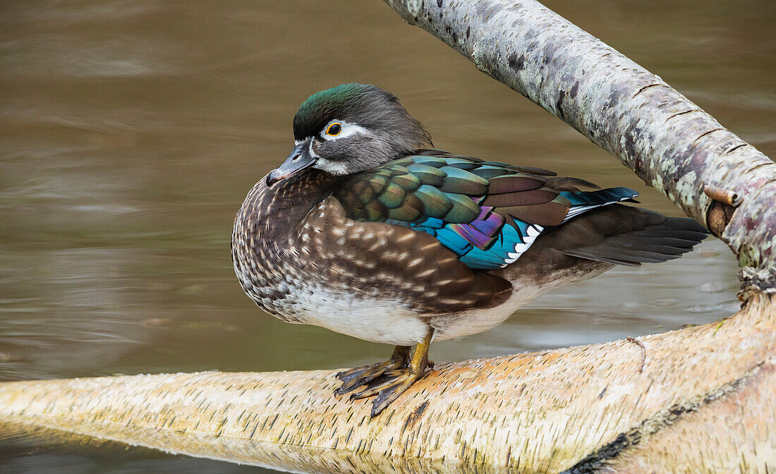 Canada, British Columbia, Boundary Bay, wood duck hen resting