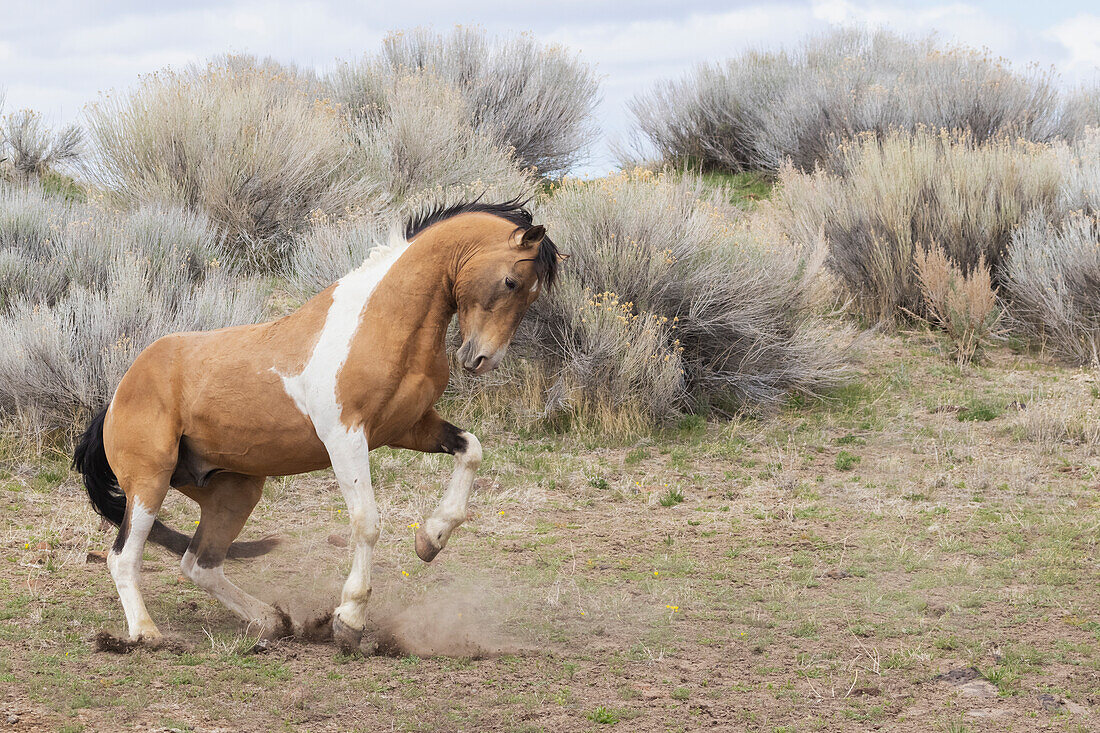 Wild stallion, dominance display