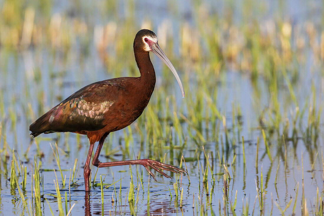 Weißgesichtibis bei der Futtersuche in einem Feuchtgebiet im Südosten Oregons, USA