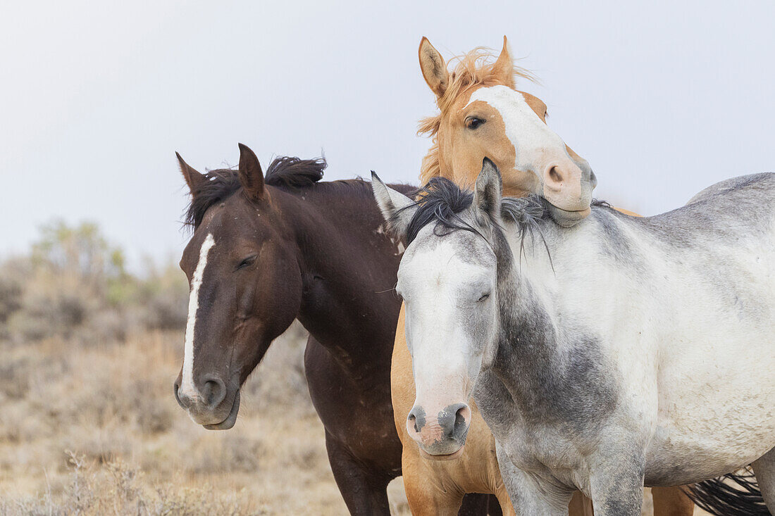 Ruhende wilde Mustangs