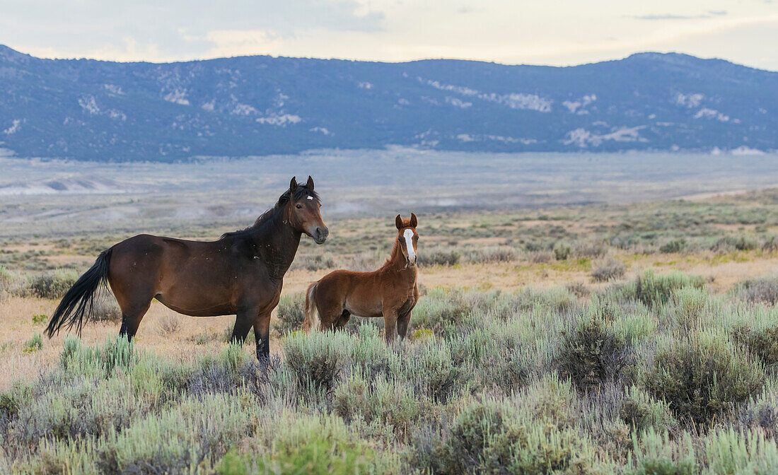 Wilde Mustangs, Stute und Fohlen. USA, Colorado