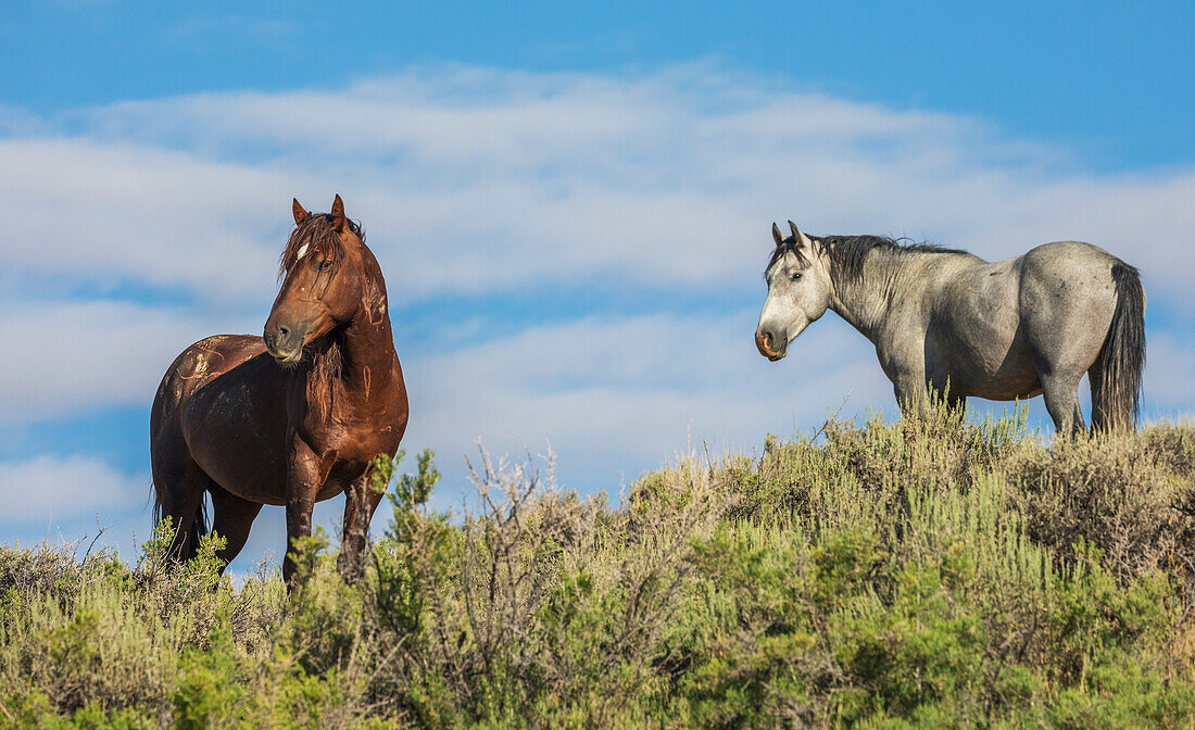 Wild mustang stallions. USA, Colorado