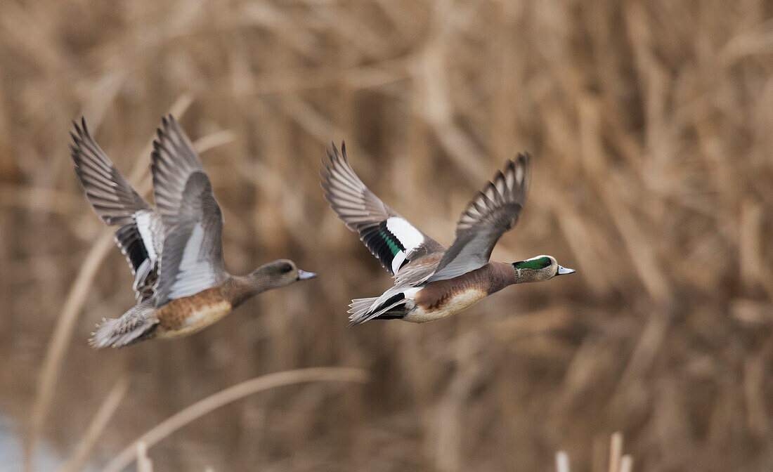 USA, Bundesstaat Washington. Nisqually National Wildlife Refuge, Amerikanische Pfeifente fliegt