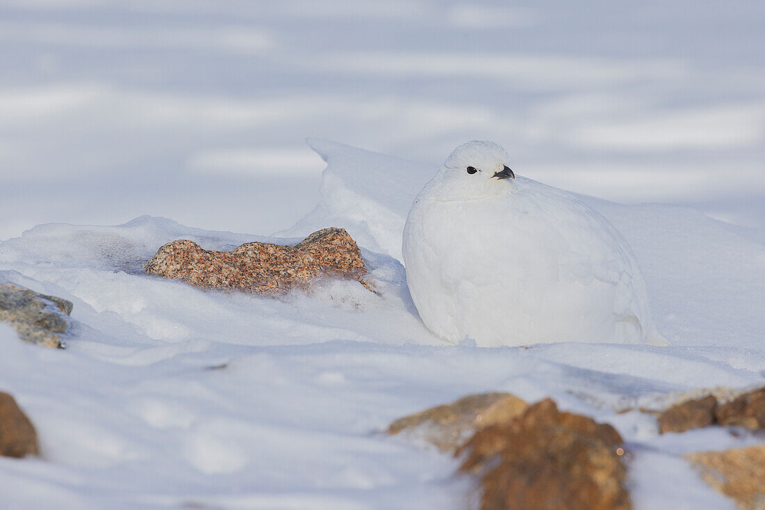 Schneehuhn, Wintergefieder