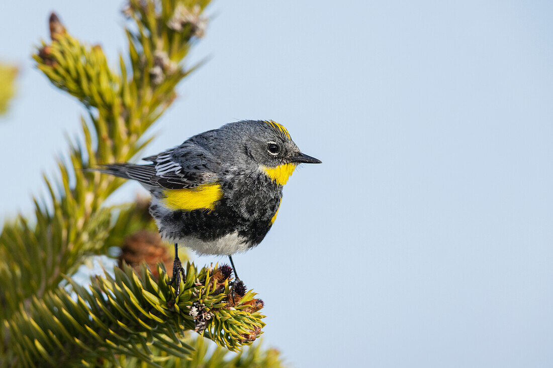 Gelbbürzel-Laubsänger, Audubon-Laubsänger, Washington State, Olympic Peninsula, USA