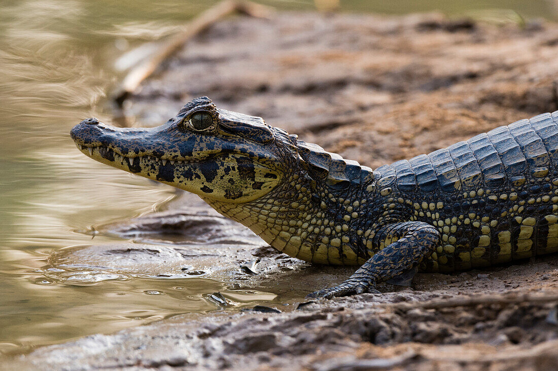 A Yacare caiman, Caiman Crocodylus yacare, resting on the riverbank. Mato Grosso Do Sul State, Brazil.