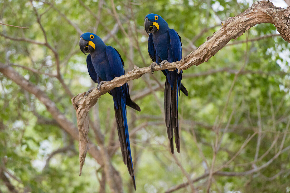 Zwei Hyazinth-Aras, Anodorhynchus hyacinthinus, hocken auf einem Ast. Bundesstaat Mato Grosso Do Sul, Brasilien.