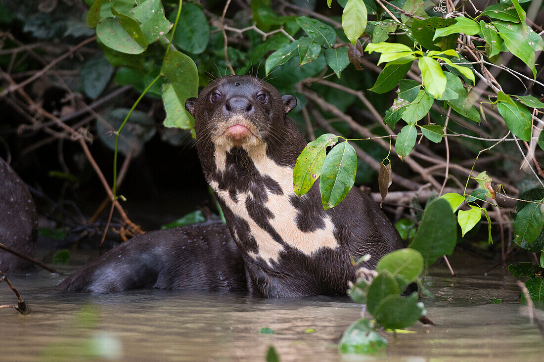 Ein Riesenotter, Pteronura brasiliensis, ruht sich in einem Fluss aus. Bundesstaat Mato Grosso Do Sul, Brasilien.