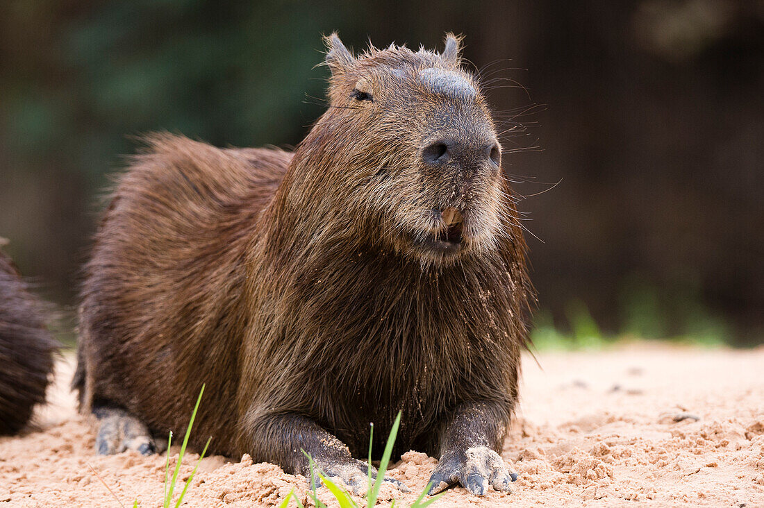 A Capybara, Hydrochoerus Hydrochoerus, resting on a riverbank. Mato Grosso Do Sul State, Brazil.