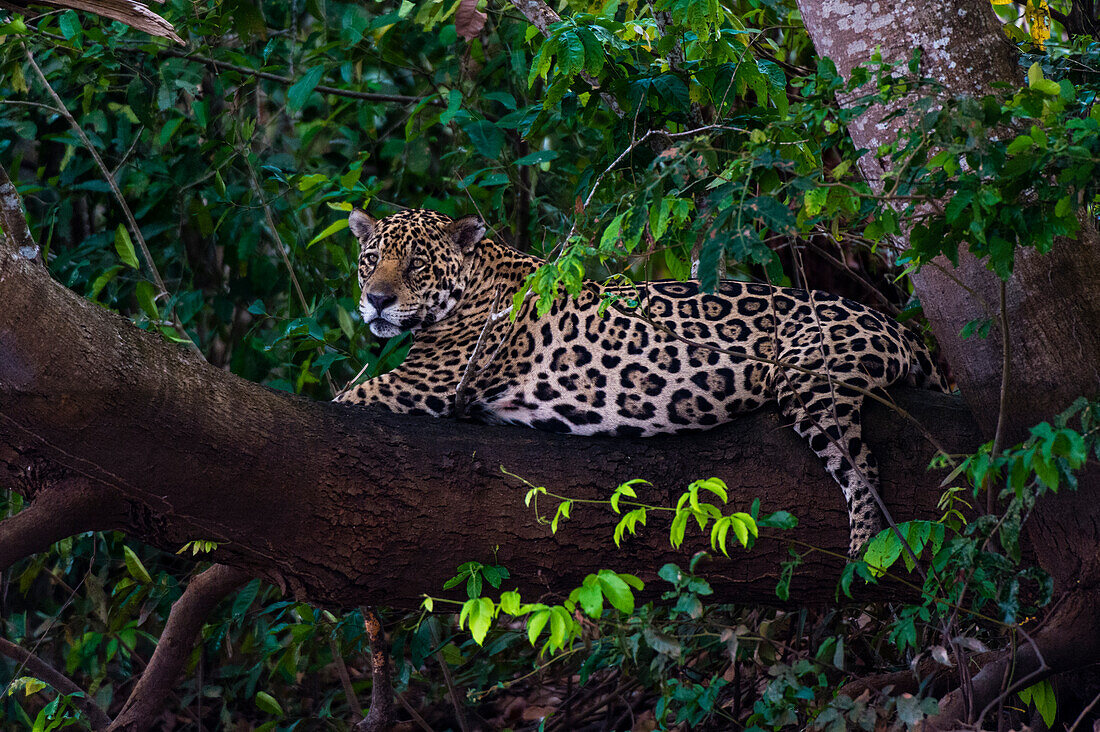 A Jaguar, Panthera onca, resting on a tree branch. Mato Grosso Do Sul State, Brazil.