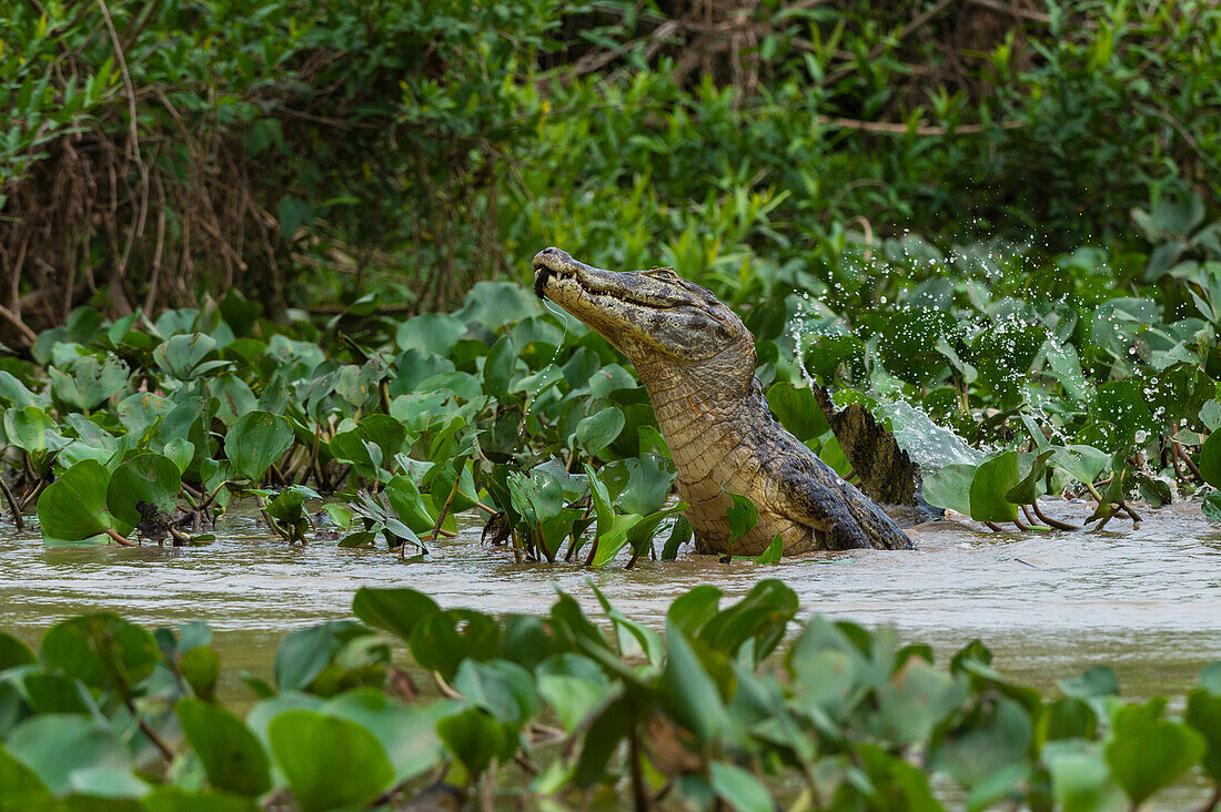 A Yacare caiman, Caiman Crocodylus yacare, jumping out of the Cuiaba River. Mato Grosso Do Sul State, Brazil.