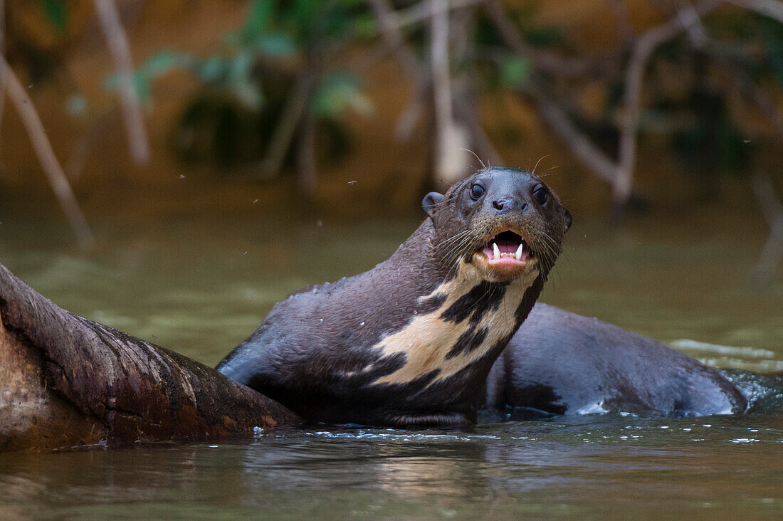 A Giant otter, Pteronura brasiliensis, in the Cuiaba River. Mato Grosso Do Sul State, Brazil.