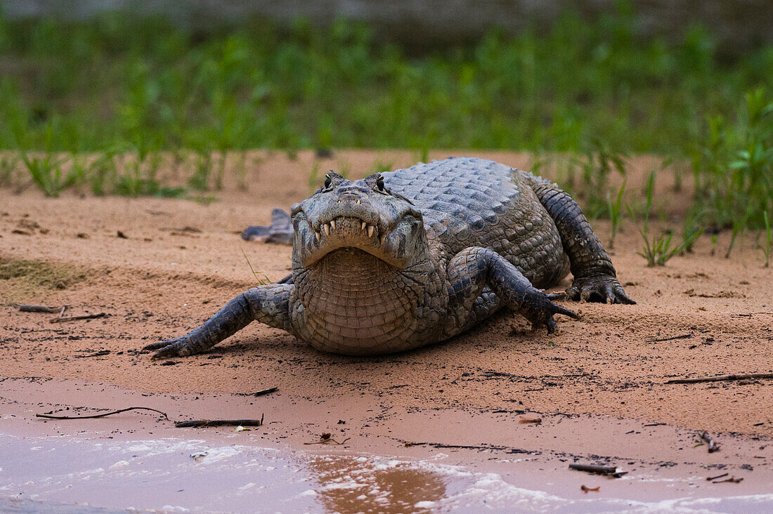 Ein Yacare-Kaiman, Caiman Crocodylus yacare, entlang des Flusses Cuiaba. Bundesstaat Mato Grosso Do Sul, Brasilien.