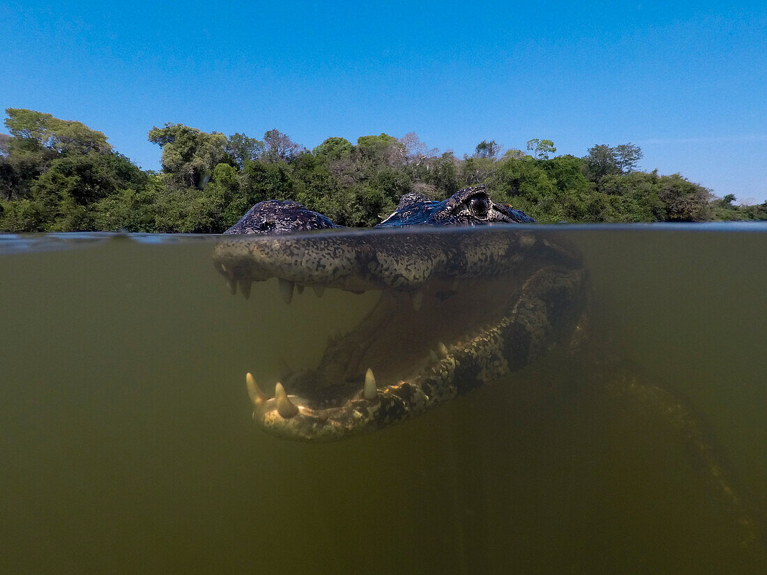 Nahaufnahme eines Unterwasserporträts eines Yacare-Kaimans, Caiman yacare, im Rio Claro, Pantanal, Mato Grosso, Brasilien