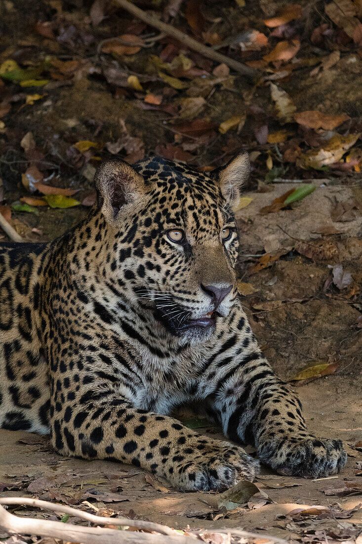 A jaguar, Panthera onca, resting on a river bank. Pantanal, Mato Grosso, Brazil