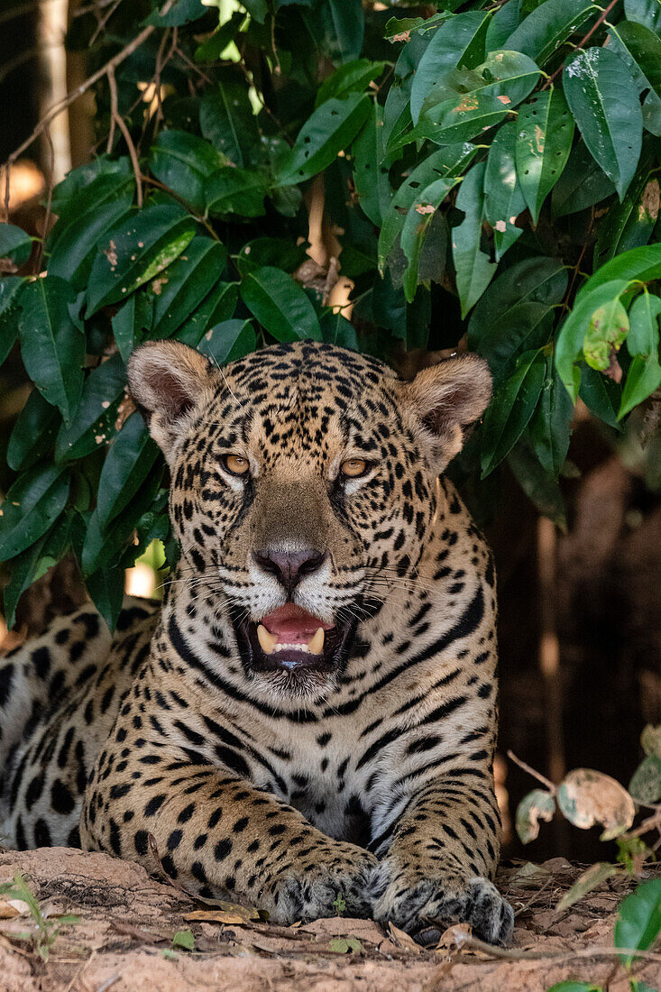 Nahaufnahme eines Jaguars, Panthera onca, der in die Kamera schaut. Pantanal, Mato Grosso, Brasilien