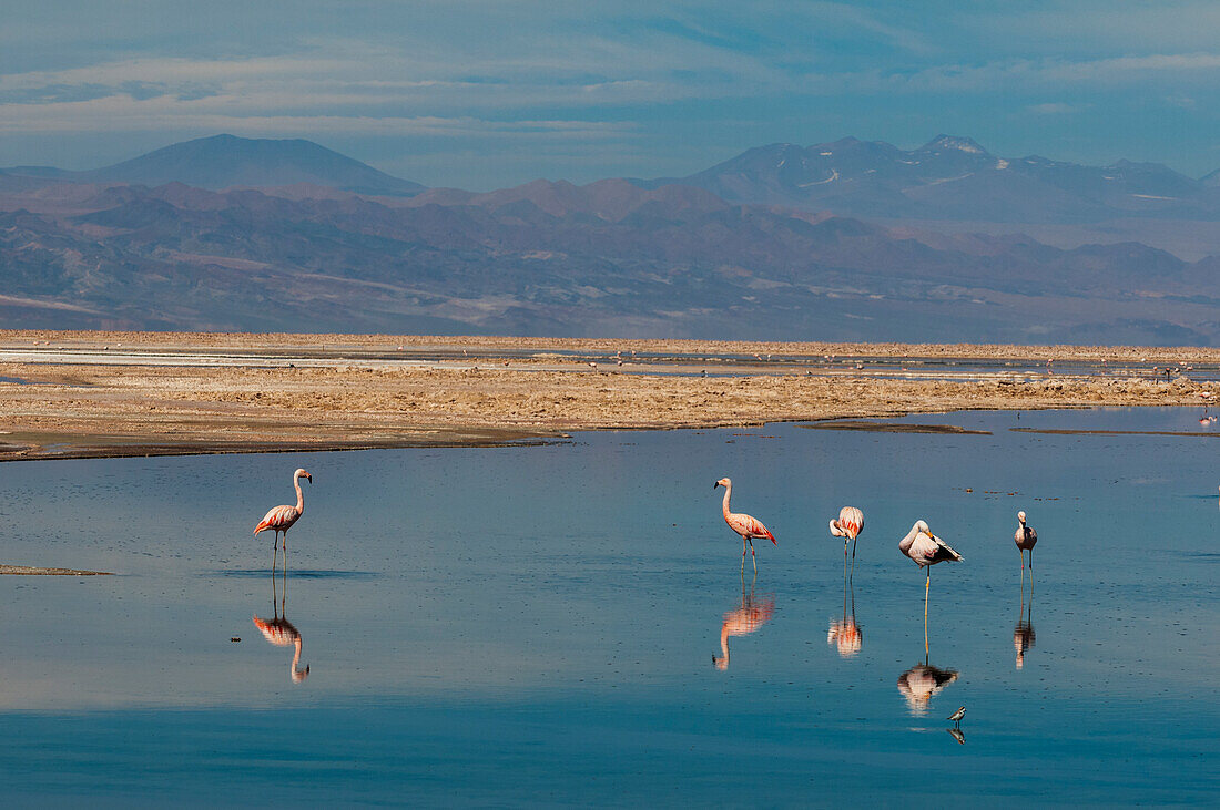 Chilean flamingos, Phoenicopterus, Chilensis, resting and grooming in Chaxa lagoon. Laguna Chaxa, Atacama Desert, Antofagasta Region, Chile.