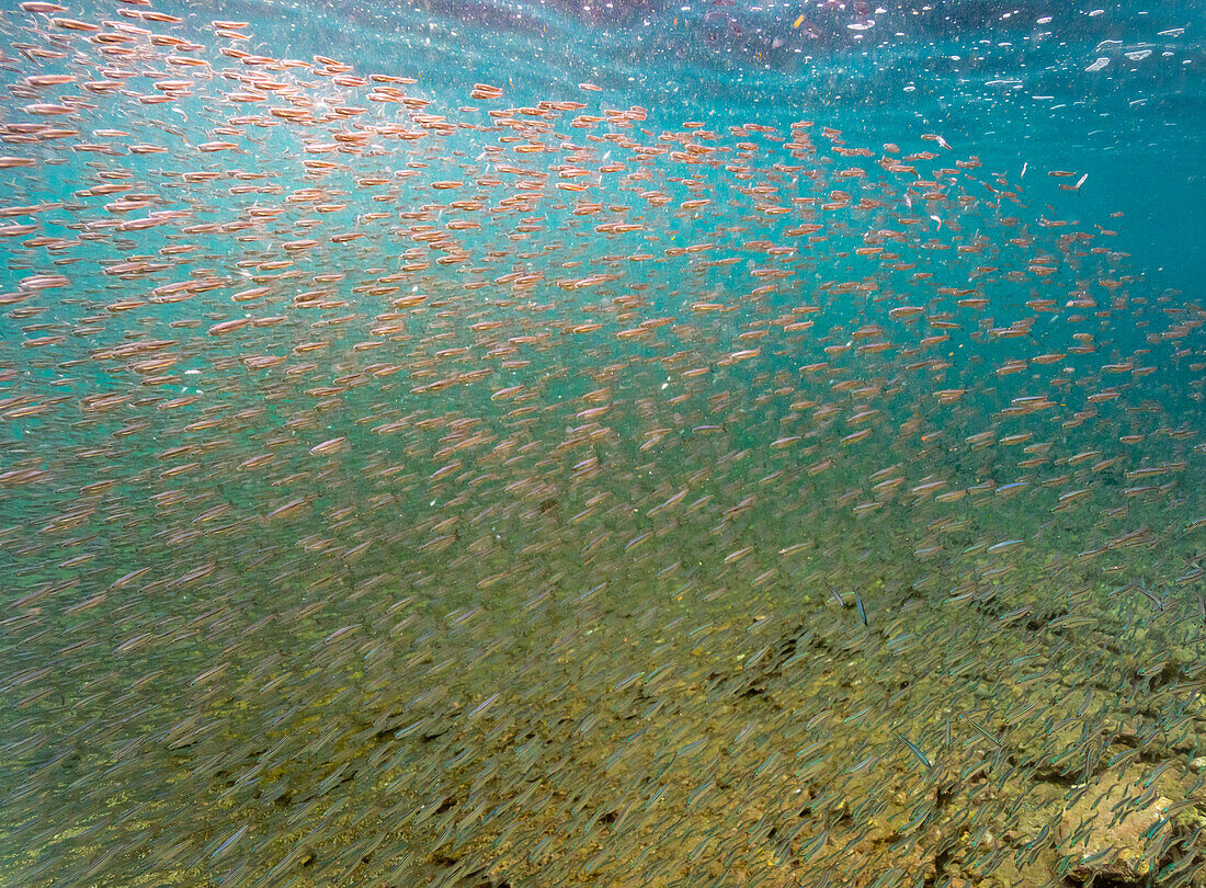 Ecuador, Galapagos-Nationalpark, Bartolome-Insel. Schule von Sardellen.