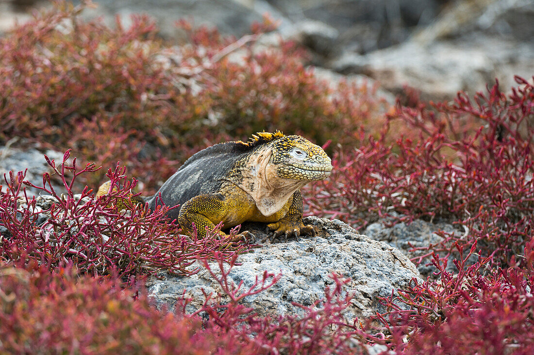 A land iguana, Conolophus Subcristatus. South Plaza Island, Galapagos, Ecuador