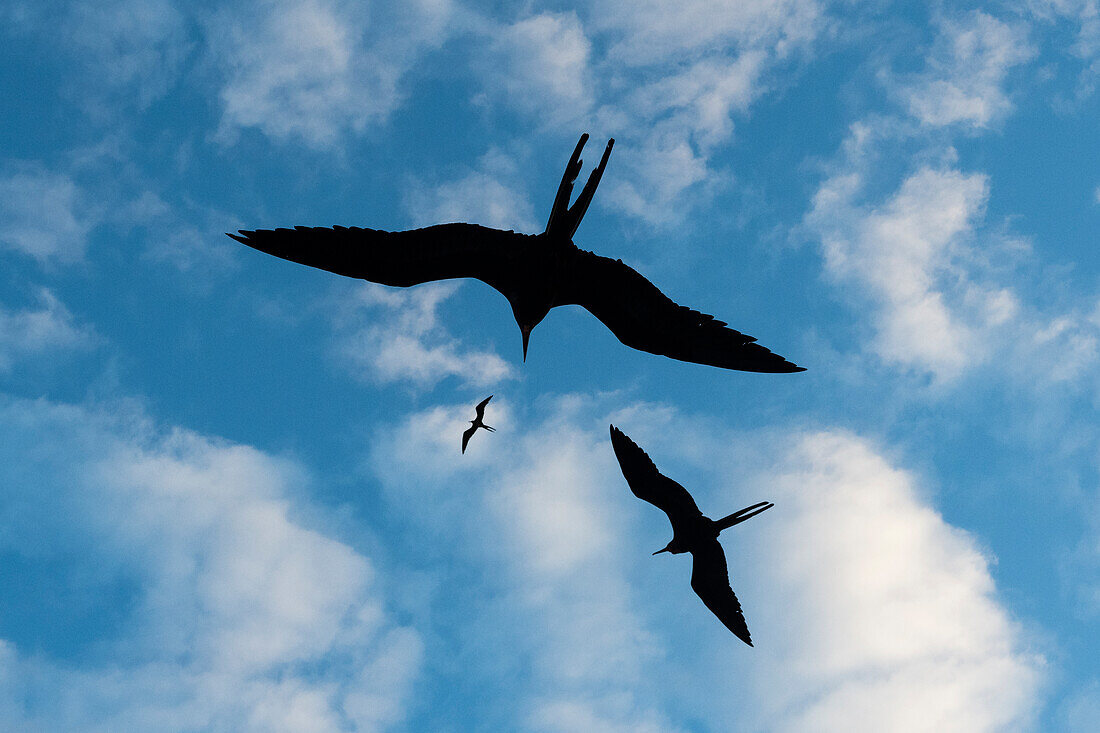 Great frigate birds, Fregata minor ridgwayi, flying against a blue sky. South Plaza Island, Galapagos, Ecuador