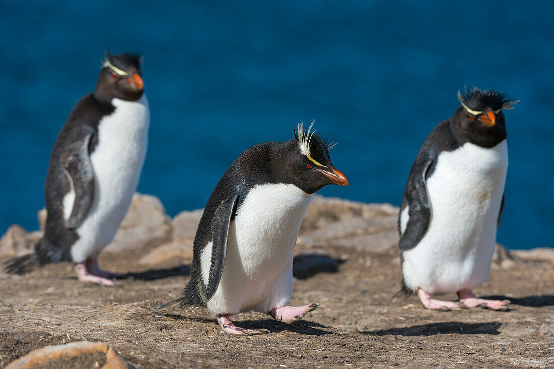 Drei Felsenpinguine, Eudyptes chrysocome, auf einer Klippe. Pebble Island, Falklandinseln