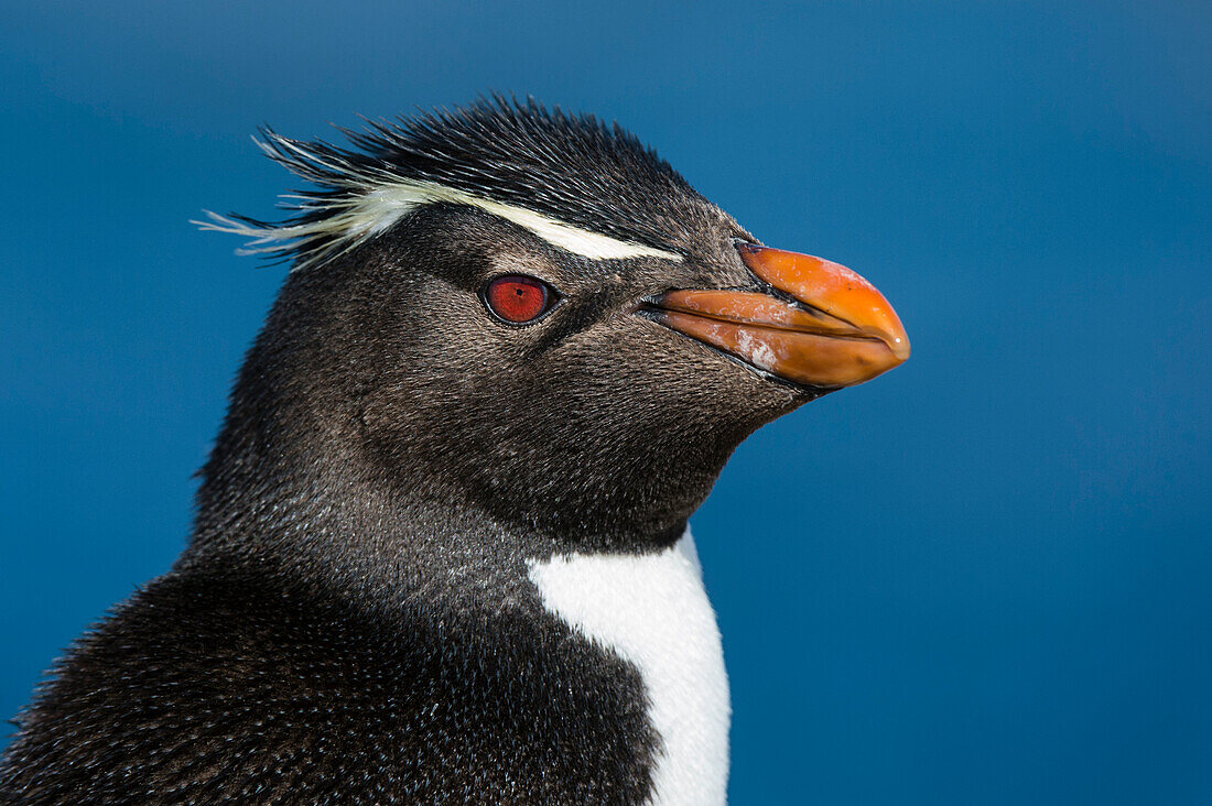 Nahaufnahme eines Felsenpinguins, Eudyptes chrysocome. Pebble Island, Falklandinseln