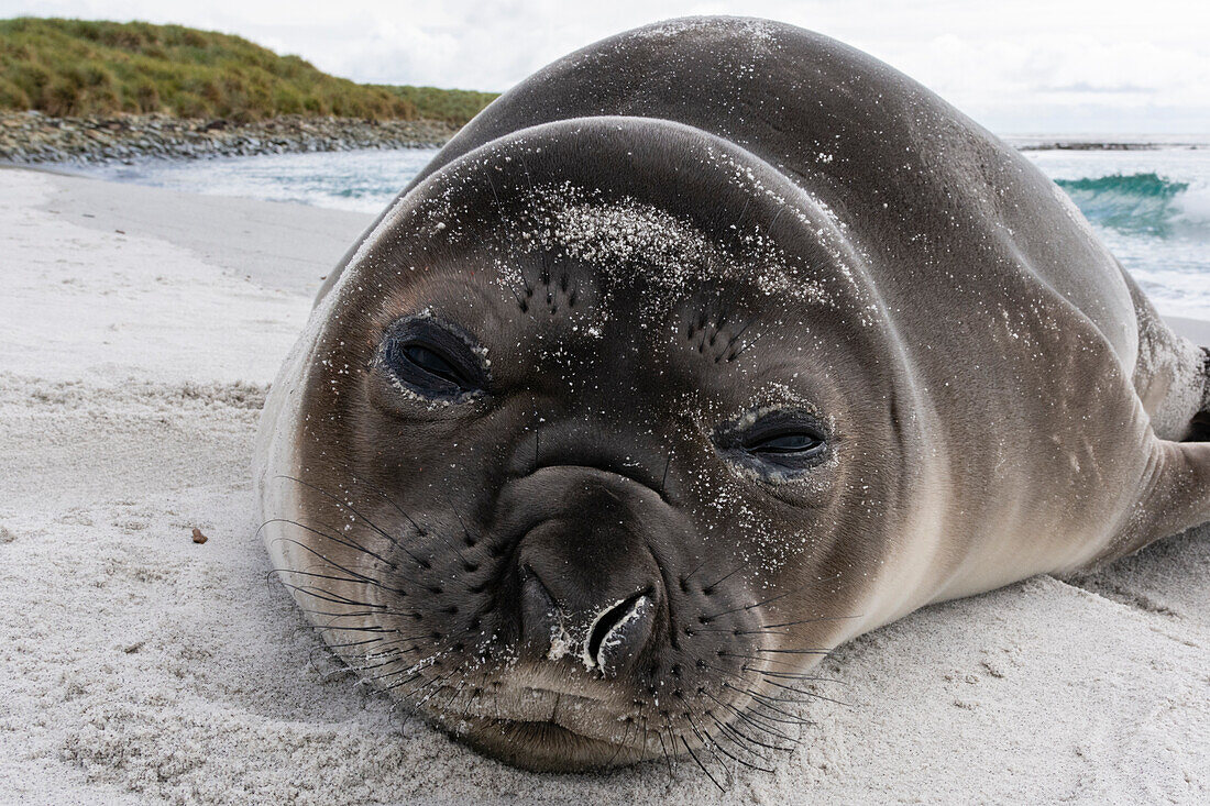 Southern elephant seal pup, Mirounga leonina, resting on a beach. Sea Lion Island, Falkland Islands