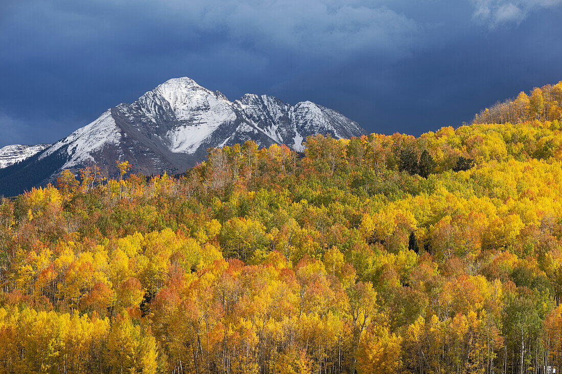 USA, Colorado, Uncompahgre-Nationalforst. Berg und Espenwald im Herbst.