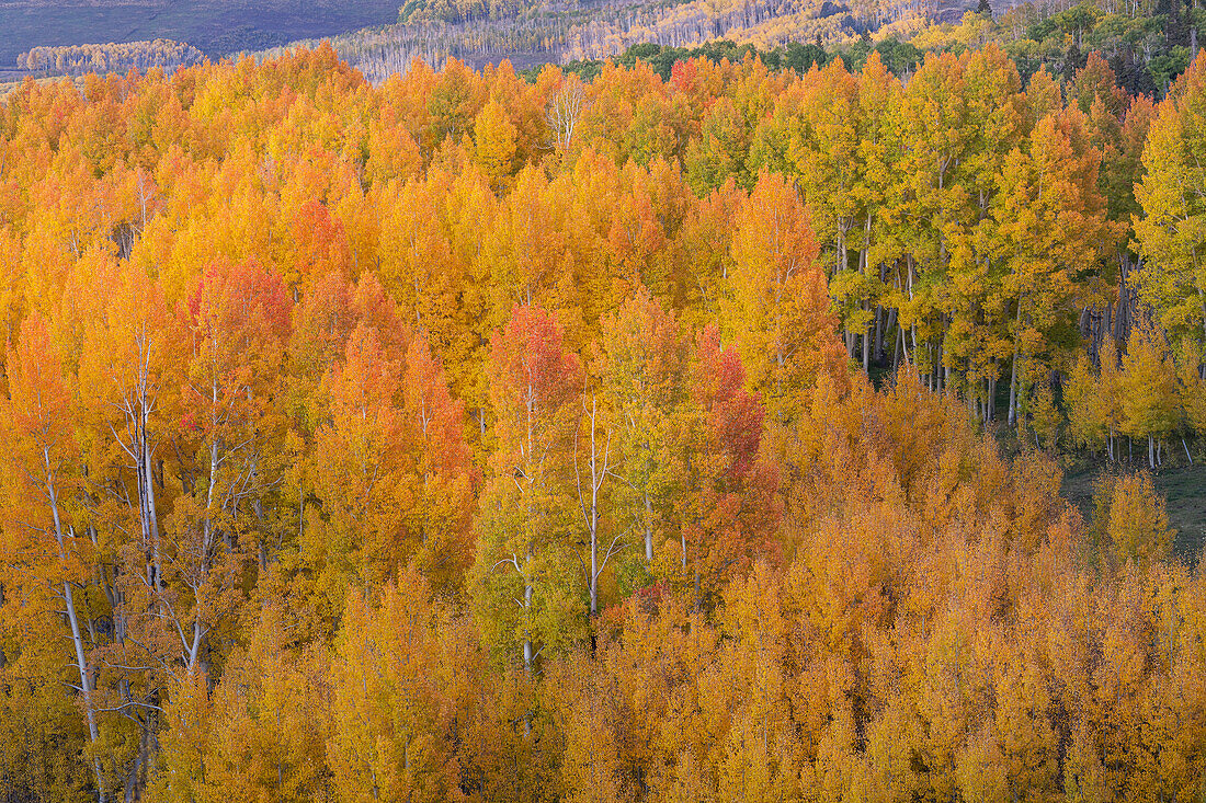 USA, Colorado, Uncompahgre National Forest. Sonnenuntergangslicht auf Espenwald im Herbst.