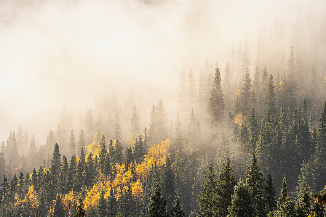 USA, Colorado, San Juan Mountains. Sonnenaufgangsnebel im Wald.