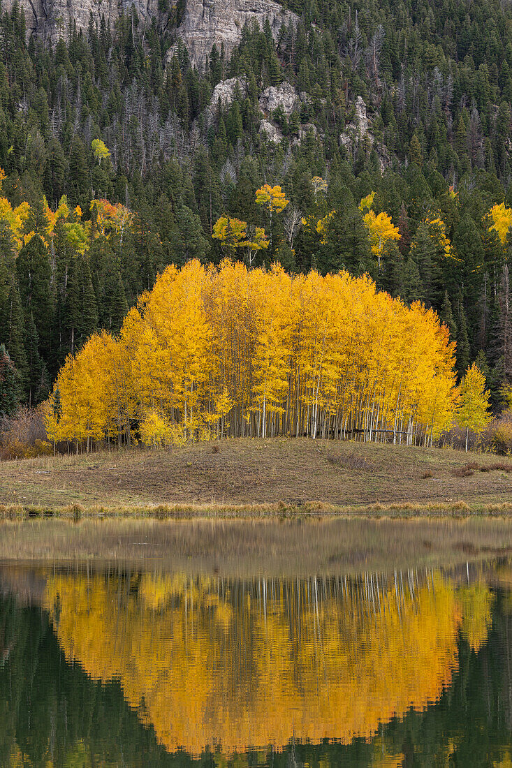 USA, Colorado, Uncompahgre National Forest. Aspen grove reflects in calm lake.