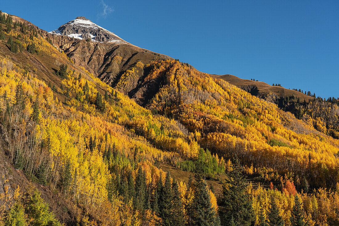 USA, Colorado, Uncompahgre National Forest. San Juan Mountains and aspen forest in autumn.