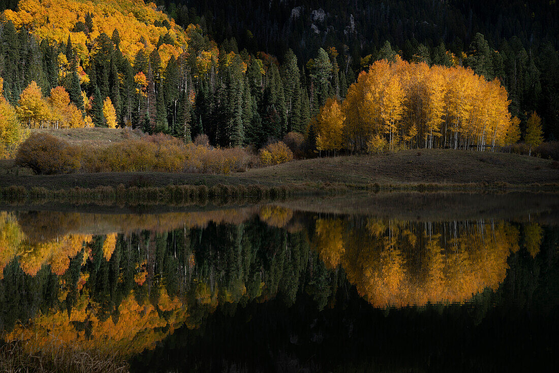 USA, Colorado, Uncompahgre National Forest. Forest reflects in pond.