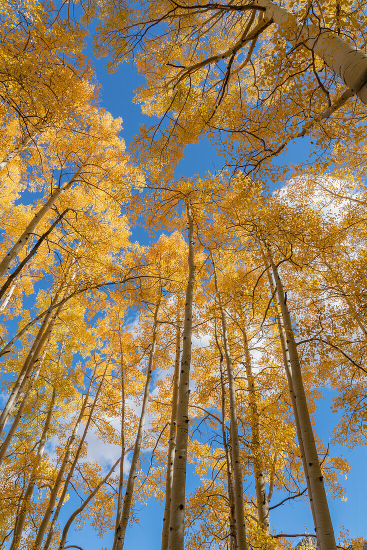 USA, Colorado, Uncompahgre National Forest. Looking skyward at aspens in autumn.