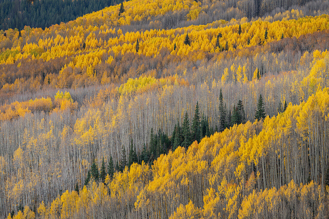 USA, Colorado, Gunnison National Forest. Espenwald in der West Elk Wilderness.