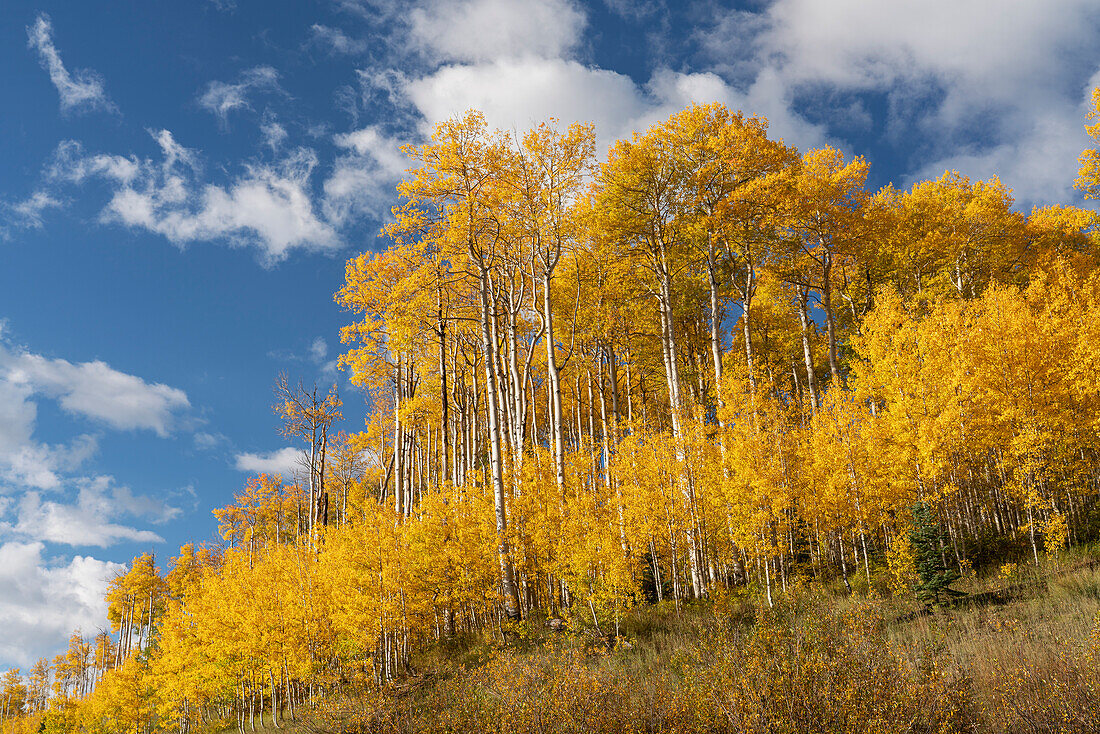 USA, Colorado, Uncompahgre National Forest. Aspen grove in autumn.